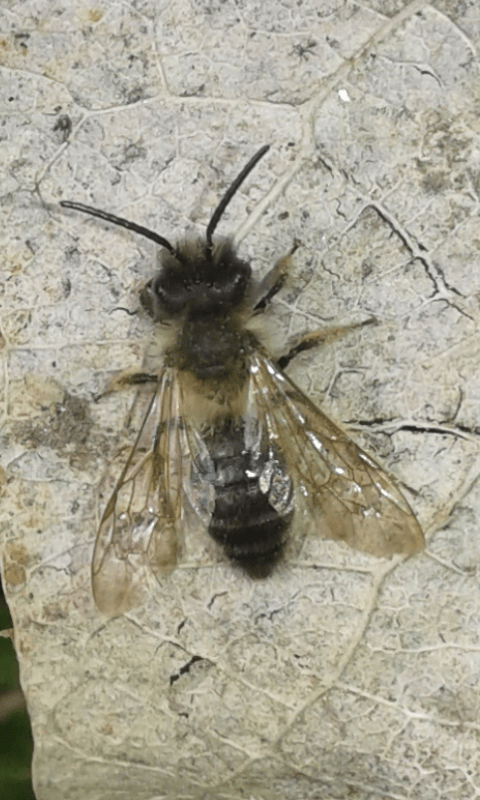 Apidae Andreninae : Andrena sp.?